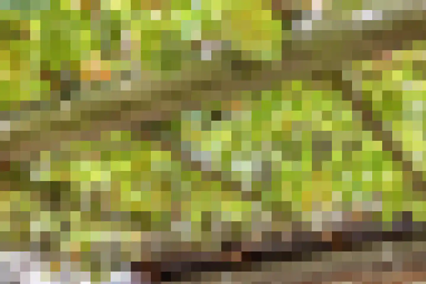 Rietzanger 16 Hoorn thumbnail 22