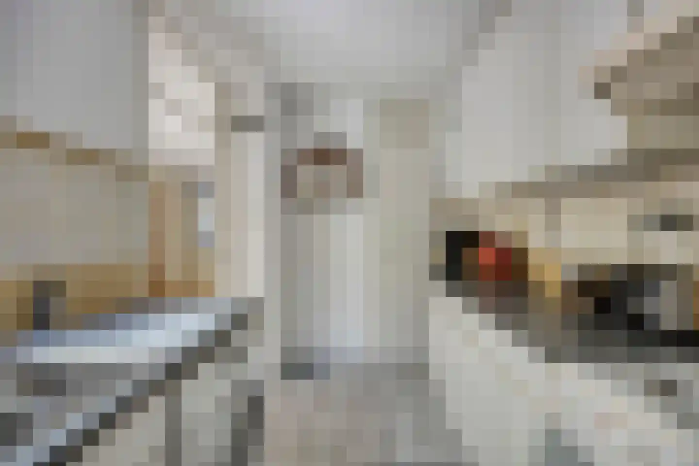 Rietzanger 16 Hoorn thumbnail 8