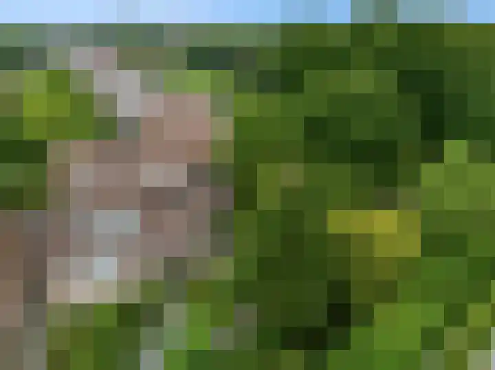 Rietzanger 55 Hoorn thumbnail 28