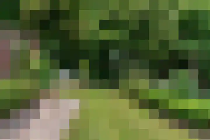 Rietzanger 55 Hoorn thumbnail 31