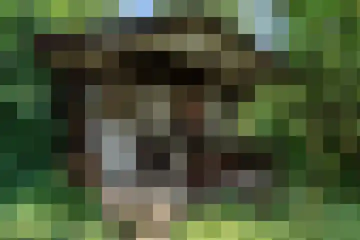 Rietzanger 55 Hoorn thumbnail 34