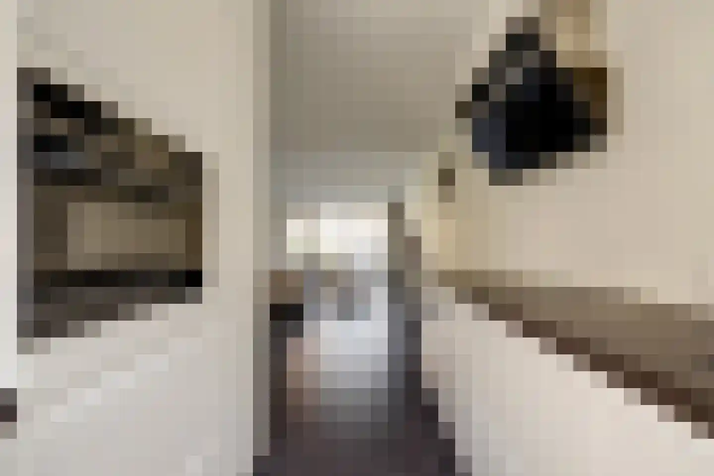 Rietzoom 10 Gouda thumbnail 14