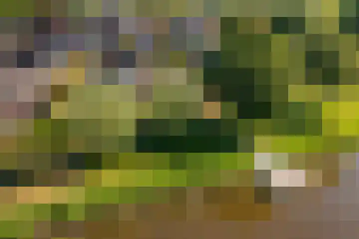 Rietzoom 17 Delfzijl thumbnail 11