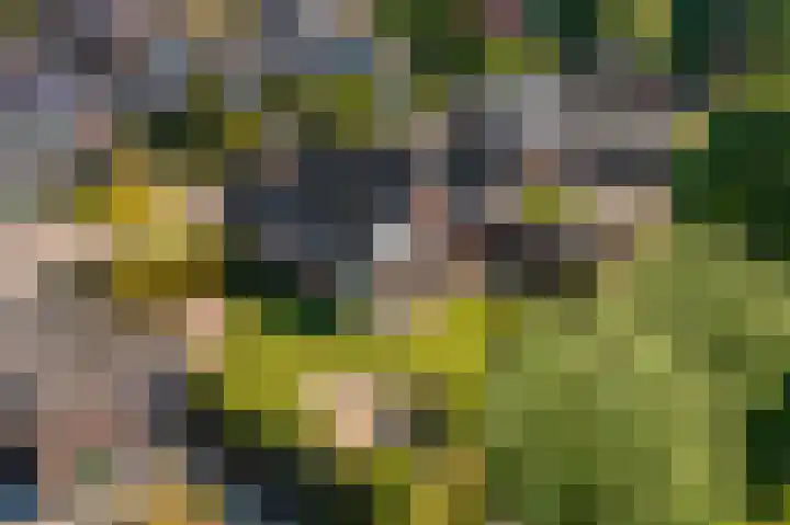 Rietzoom 17 Delfzijl thumbnail 14