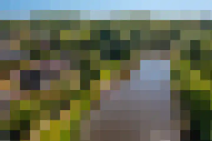Rietzoom 17 Delfzijl thumbnail 7