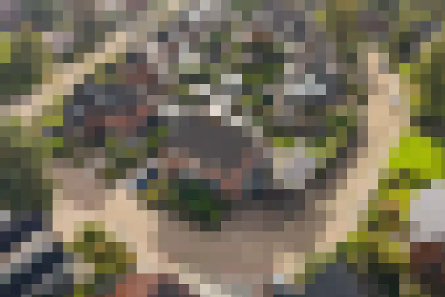 Rietzoom 8 Delfzijl thumbnail 51