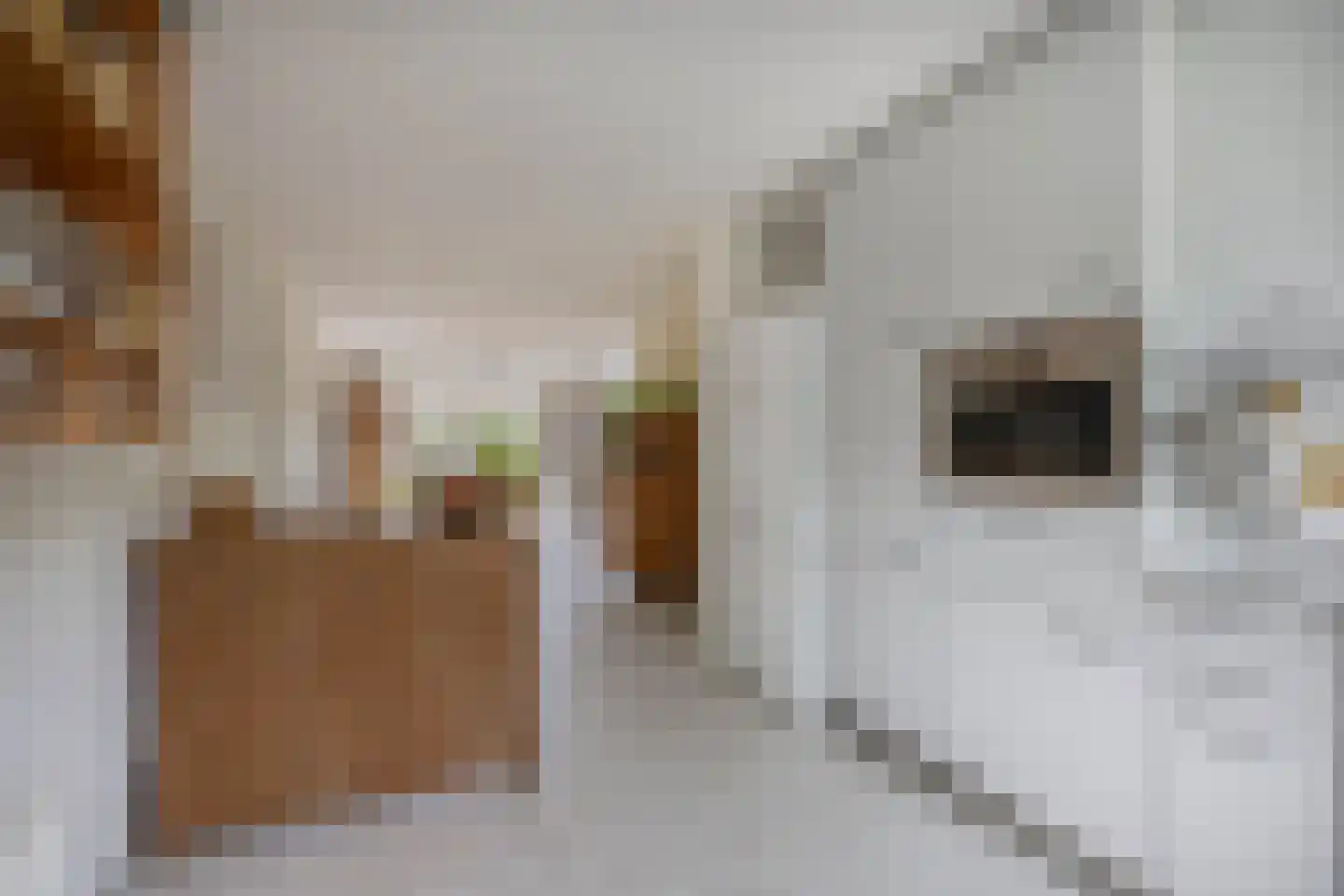 Rigel 44 Waddinxveen thumbnail 11