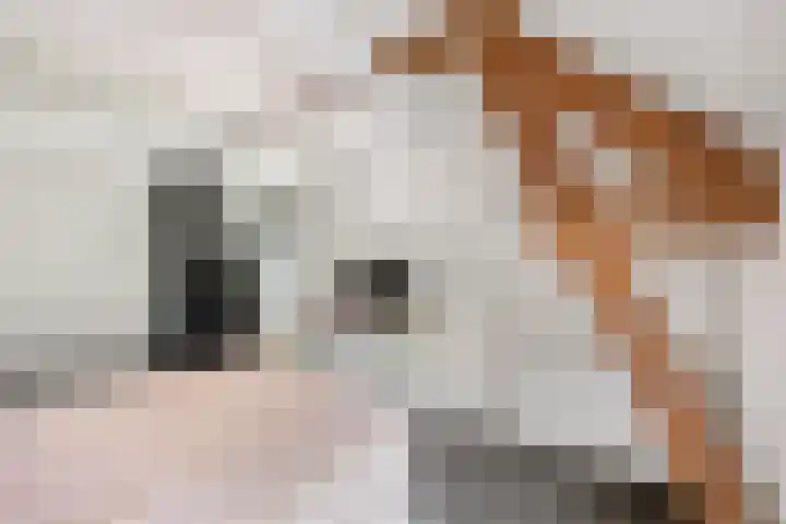 Rijdt 27 Horssen thumbnail 37