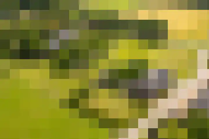 Rijkel 4 Beesel thumbnail 28