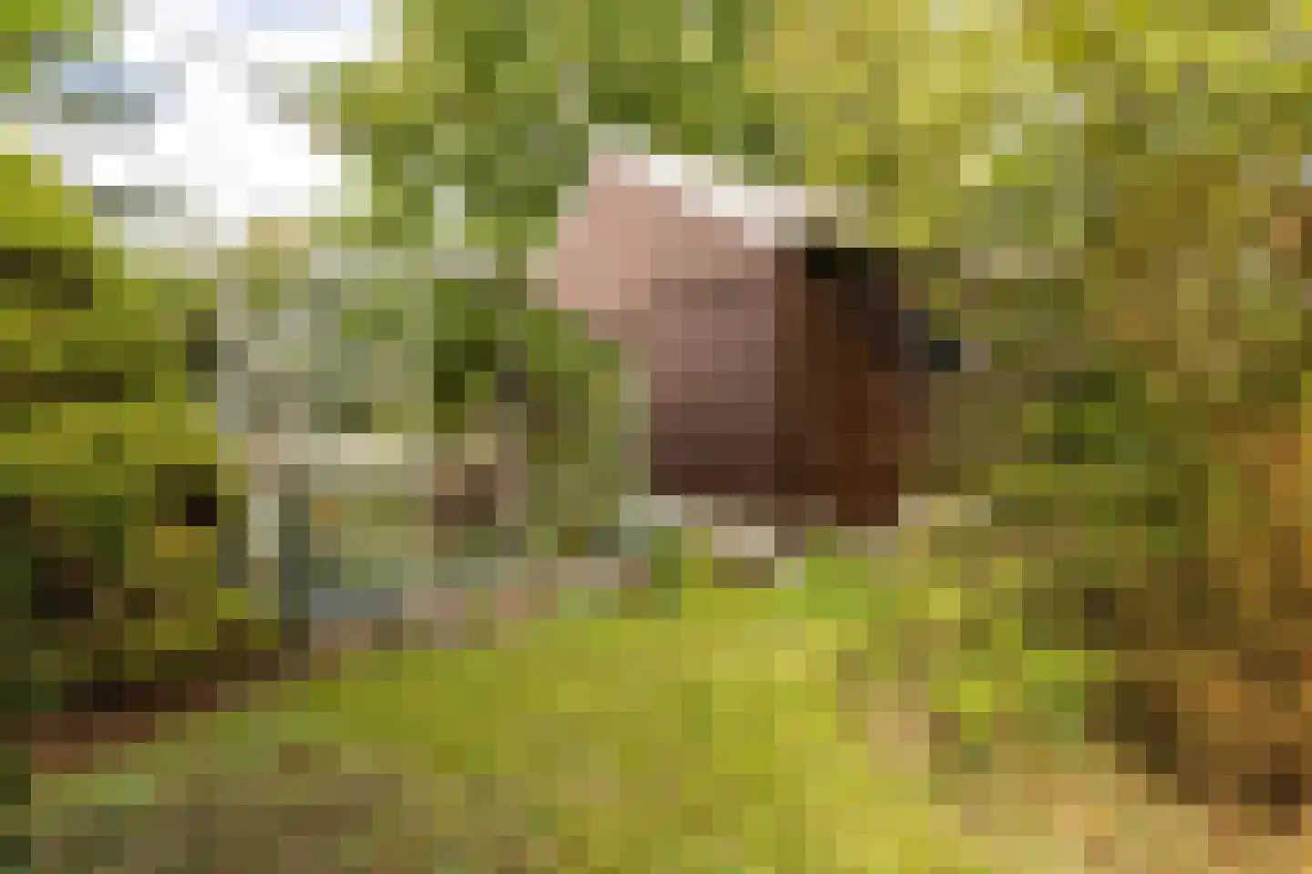 Rijksstraatweg 65 Glimmen thumbnail 38
