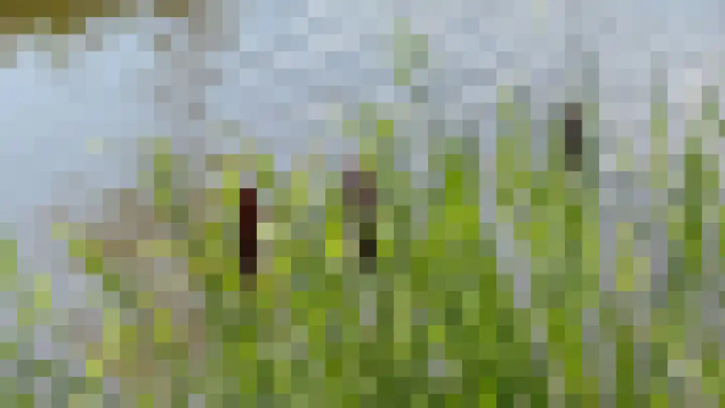 Rijksstraatweg 78 Noardburgum thumbnail 6