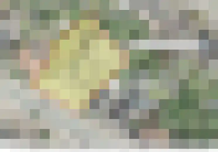 Rijksweg 137 Mook thumbnail 63
