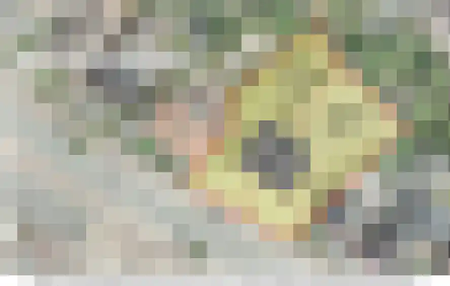 Rijksweg 137 Mook thumbnail 65