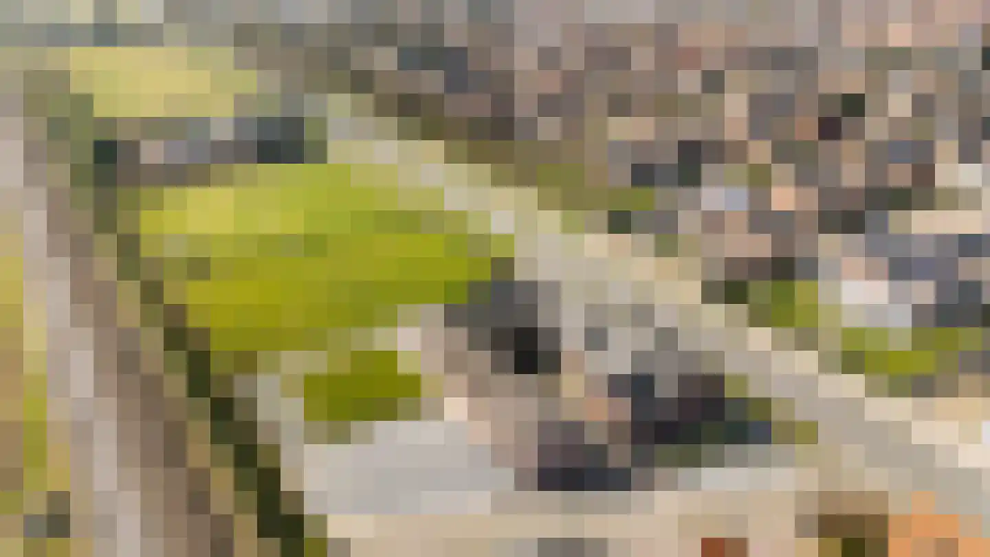 Rijksweg 14 Linne thumbnail 66