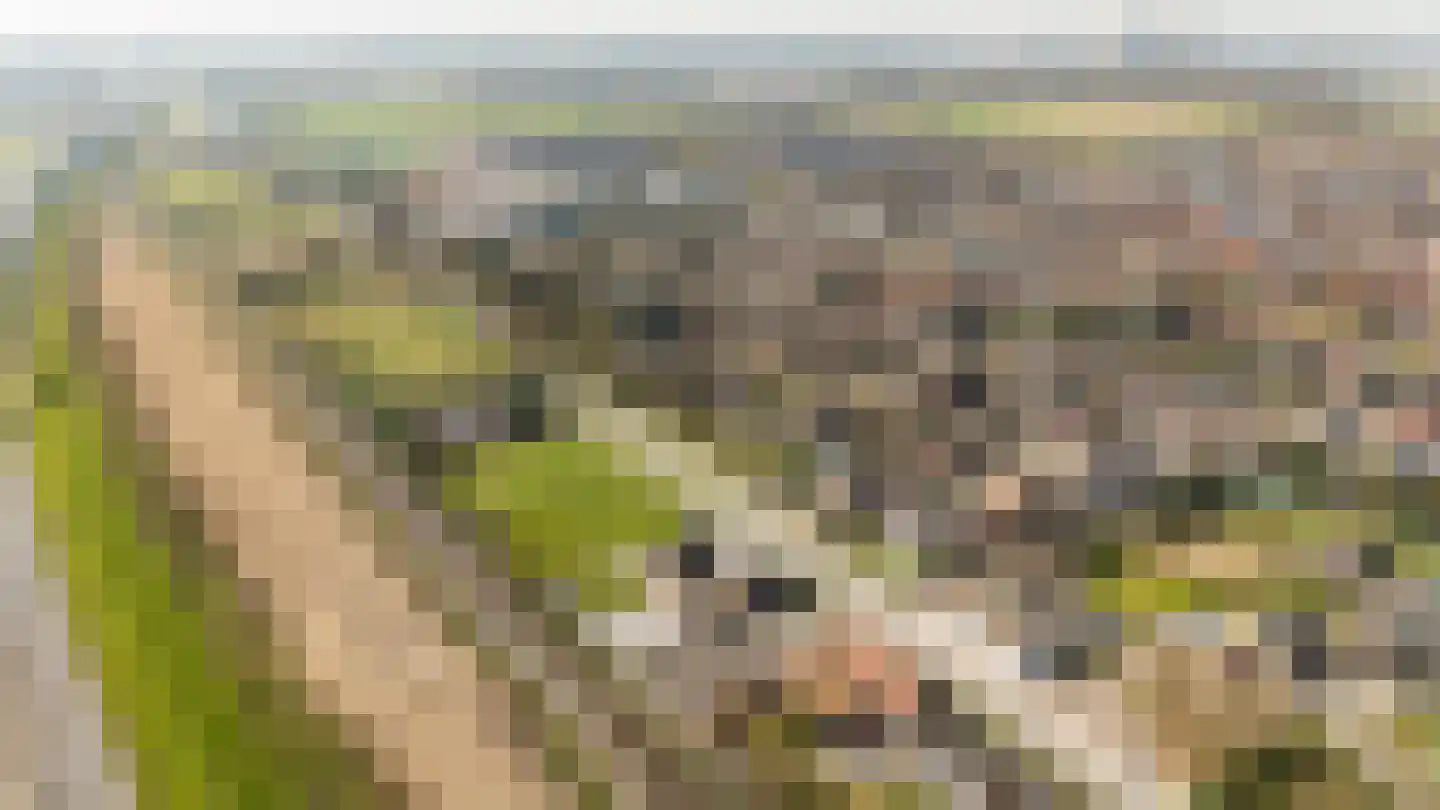Rijksweg 14 Linne thumbnail 67