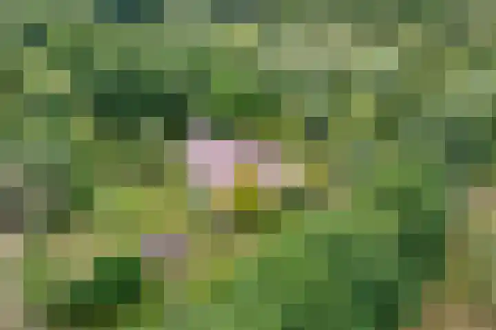 Rijksweg 254 Hoogersmilde thumbnail 11