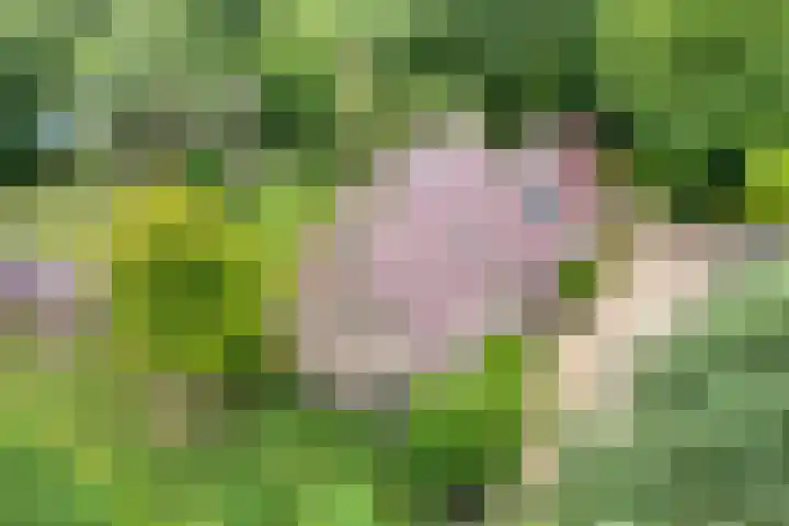Rijksweg 254 Hoogersmilde thumbnail 110