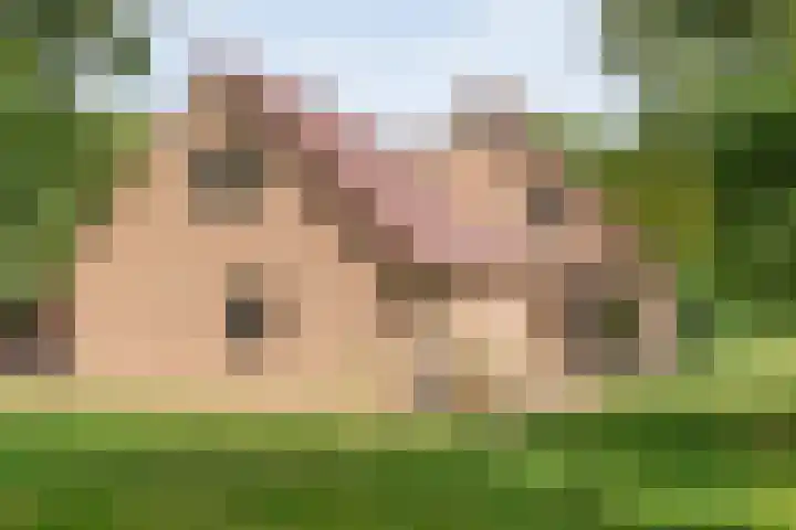 Rijksweg 254 Hoogersmilde thumbnail 4