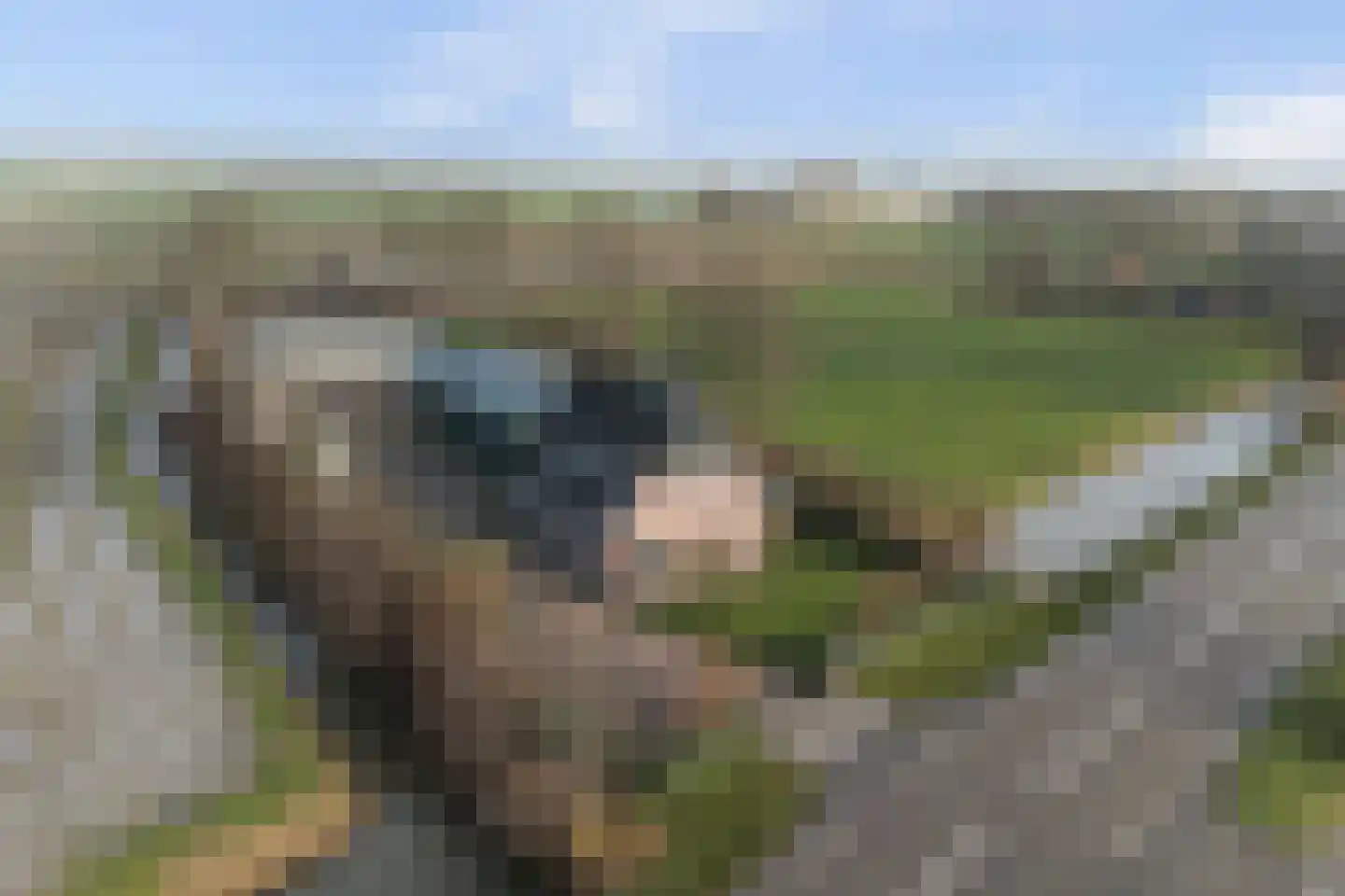 Rijksweg 40 Herbaijum thumbnail 50
