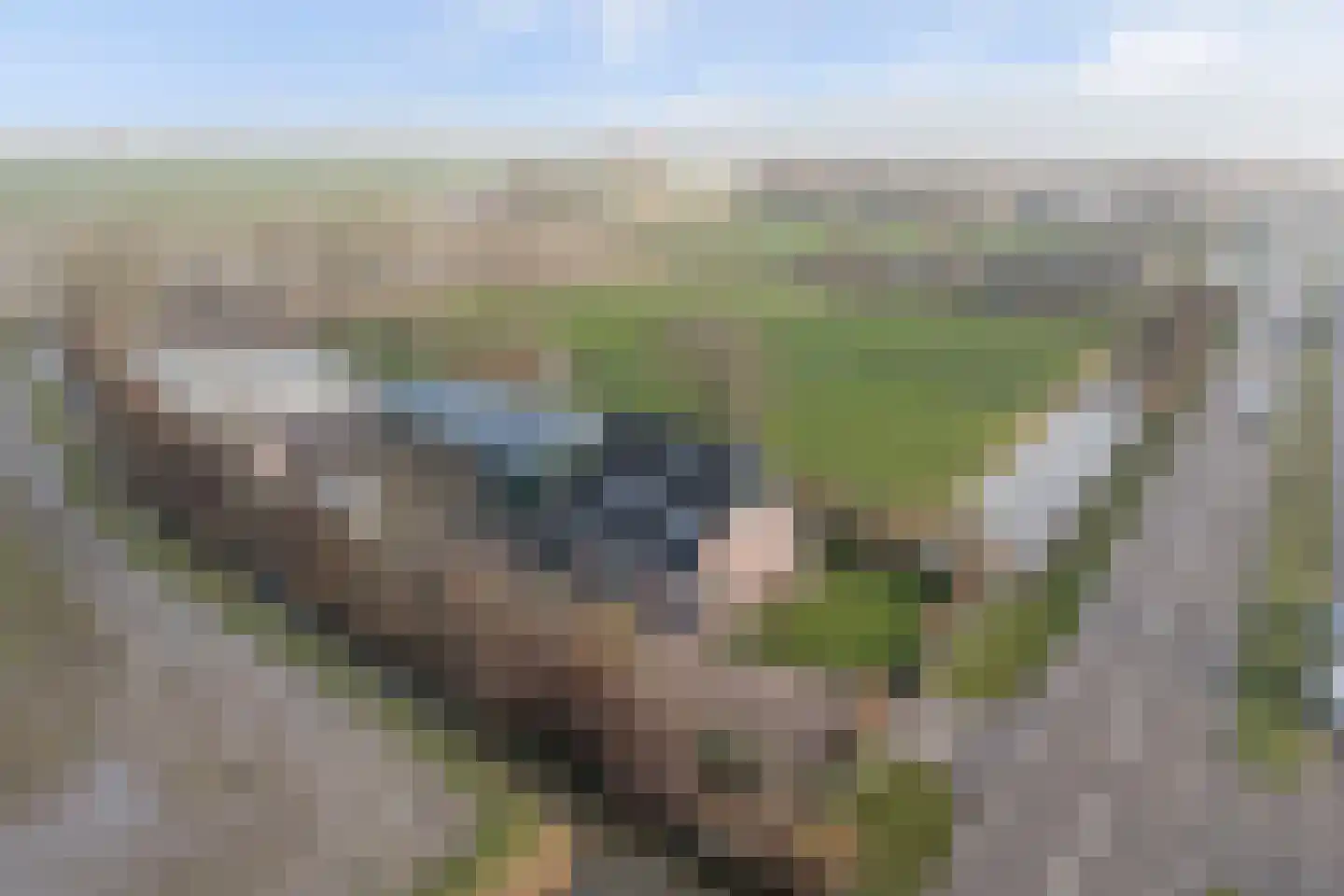 Rijksweg 40 Herbaijum thumbnail 52