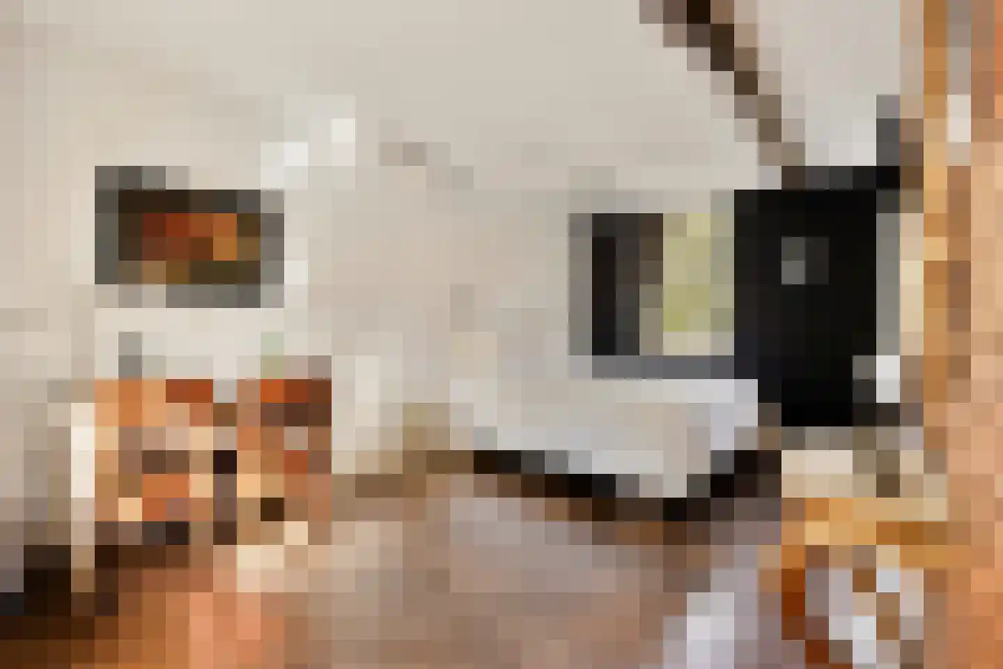 Rijksweg 60 Gronsveld thumbnail 15