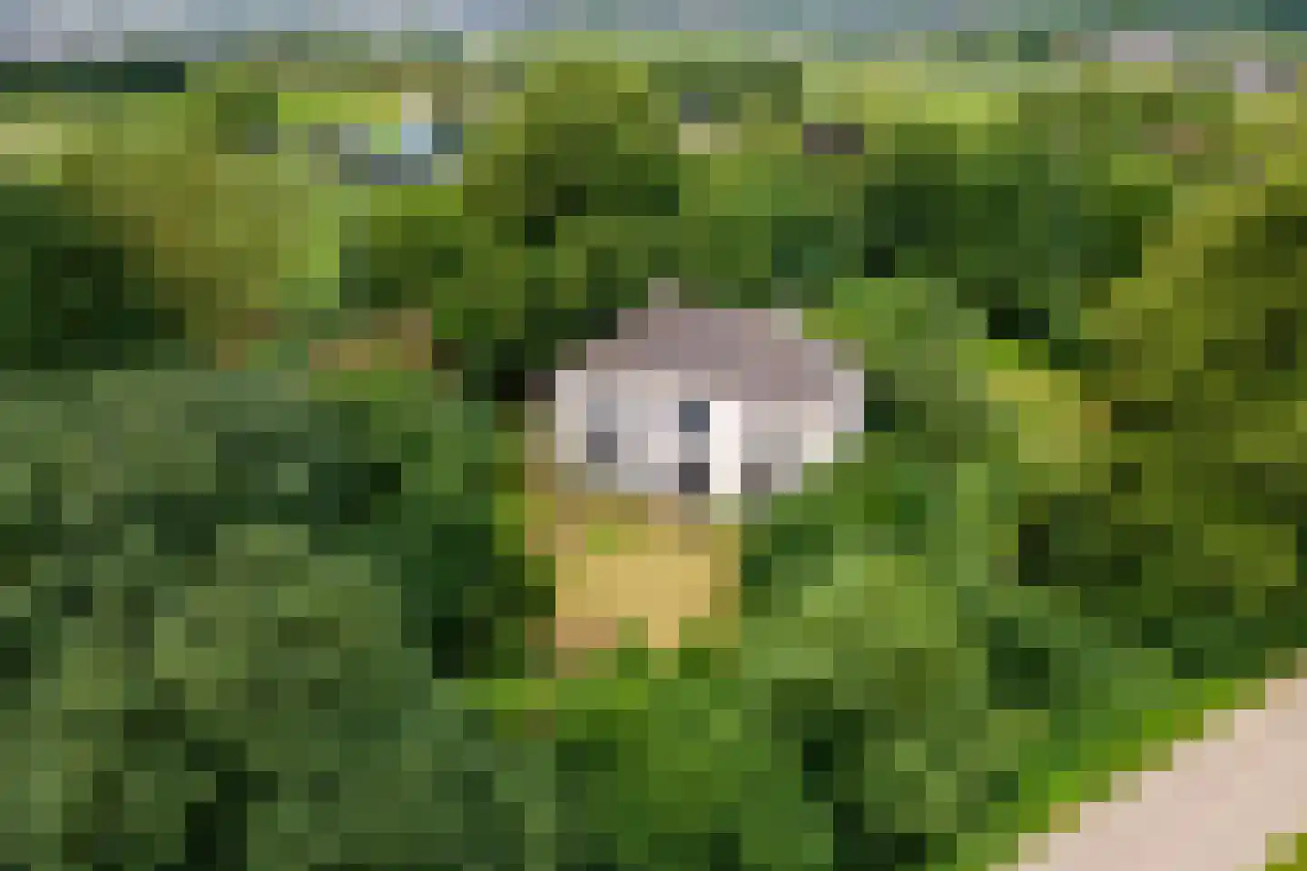 Rijnbandijk 151 Kesteren thumbnail 106