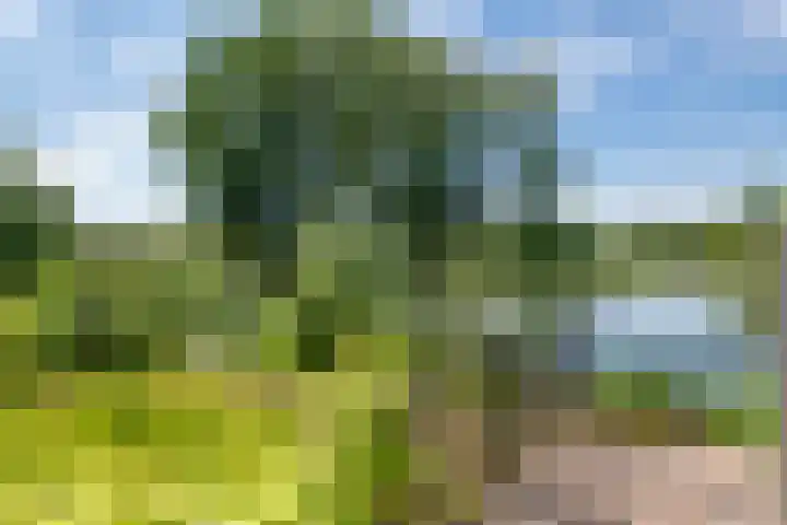 Rijnbandijk 52 Kesteren thumbnail 43
