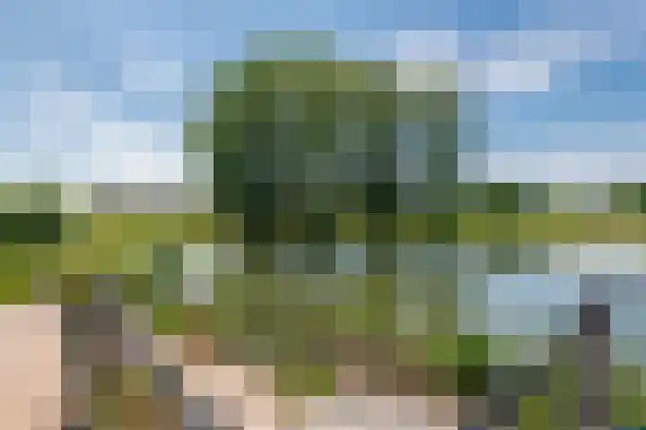 Rijnbandijk 52 Kesteren thumbnail 7