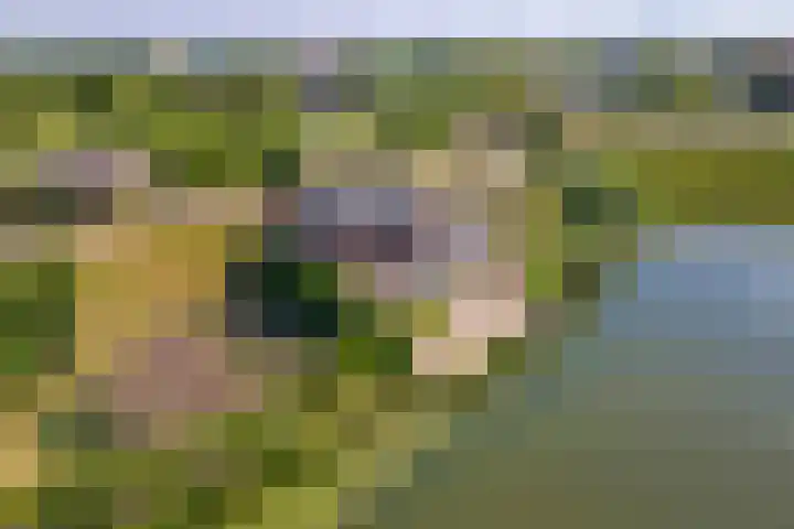 Rijnbandijk 52 Kesteren thumbnail 77
