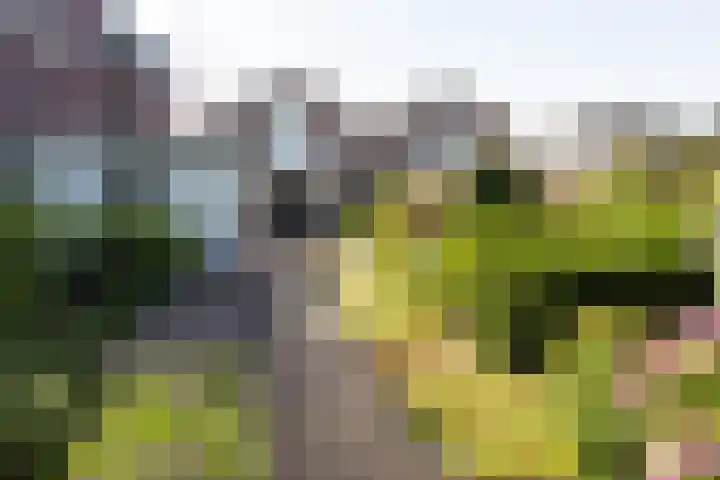 Rijndijk 262 Hazerswoude-Rijndijk thumbnail 21
