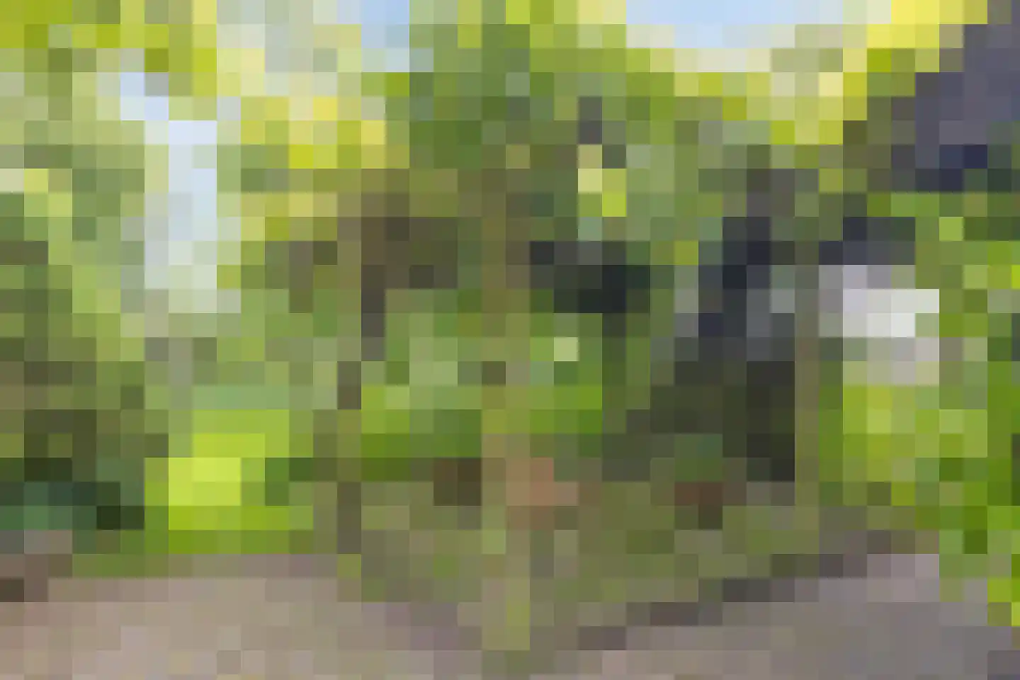 Rijndijk 29 Lienden thumbnail 19