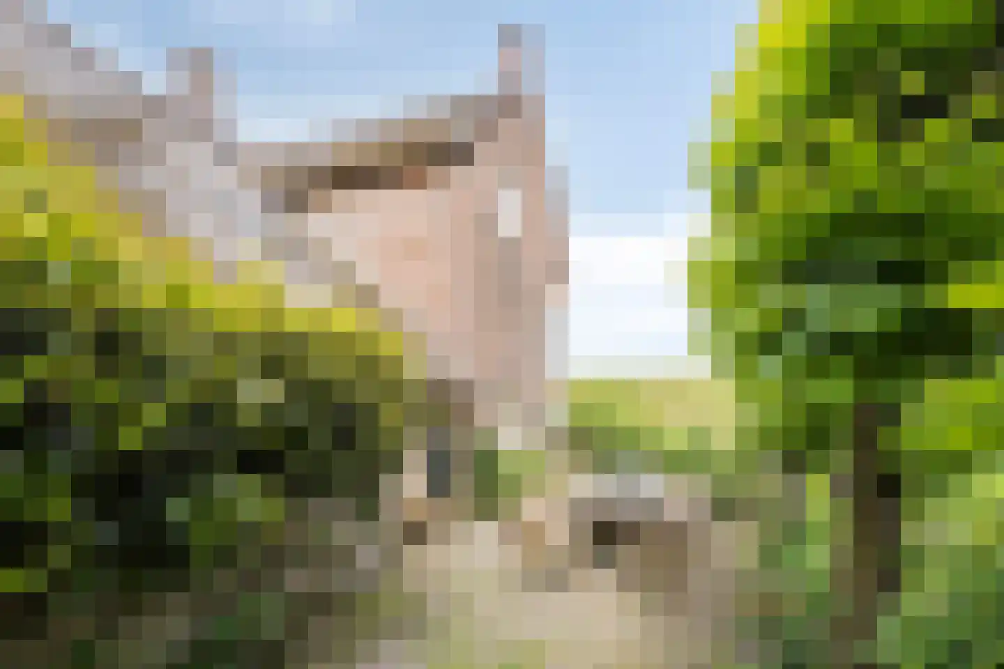 Rijndijk 29 Lienden thumbnail 21