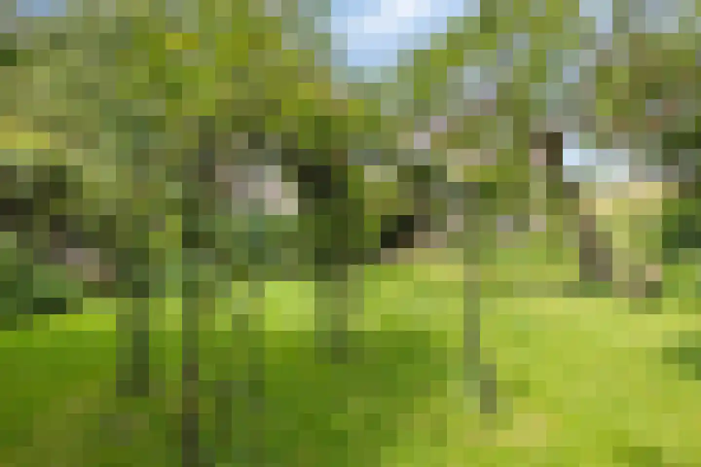 Rijndijk 29 Lienden thumbnail 46
