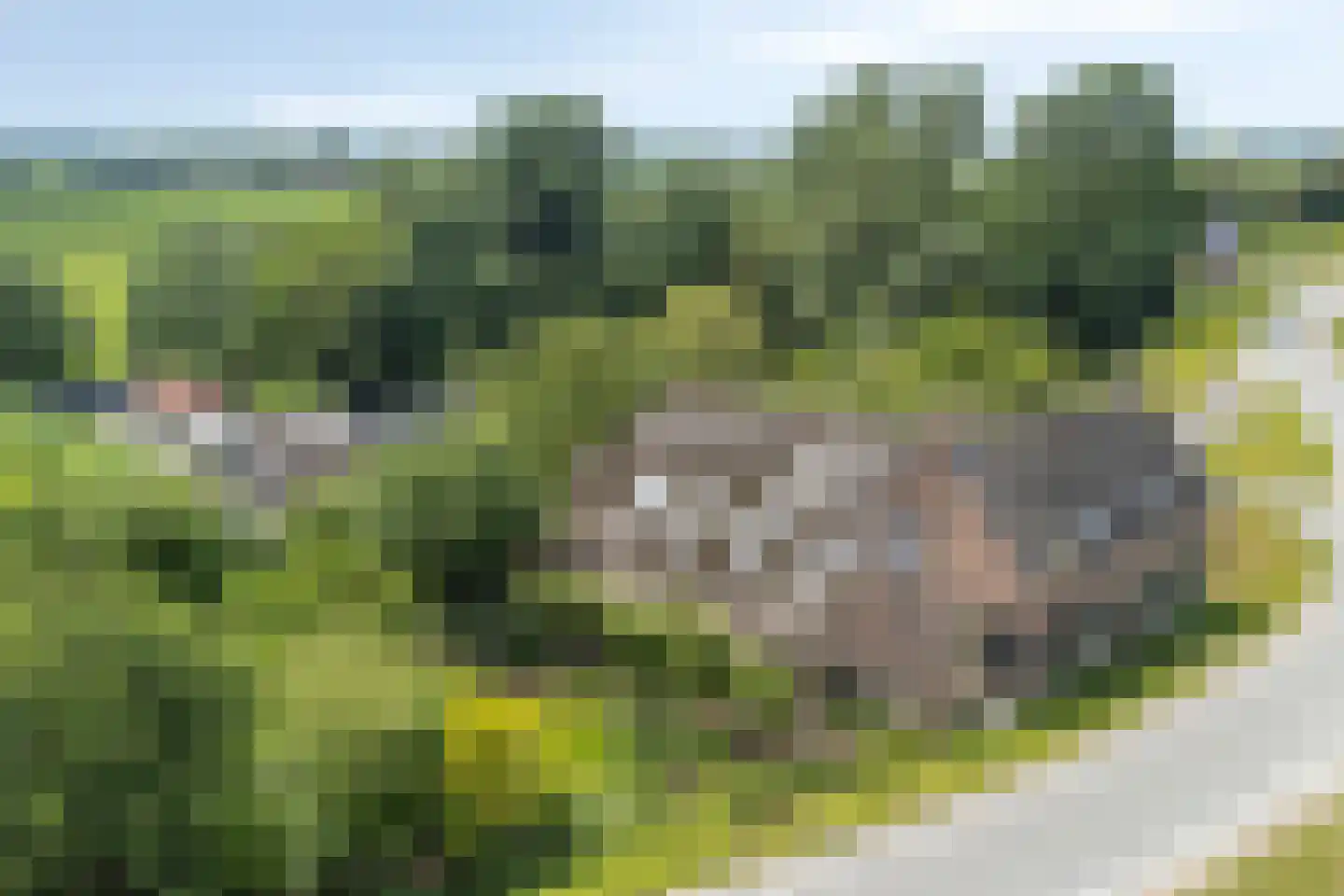 Rijndijk 29 Lienden thumbnail 8