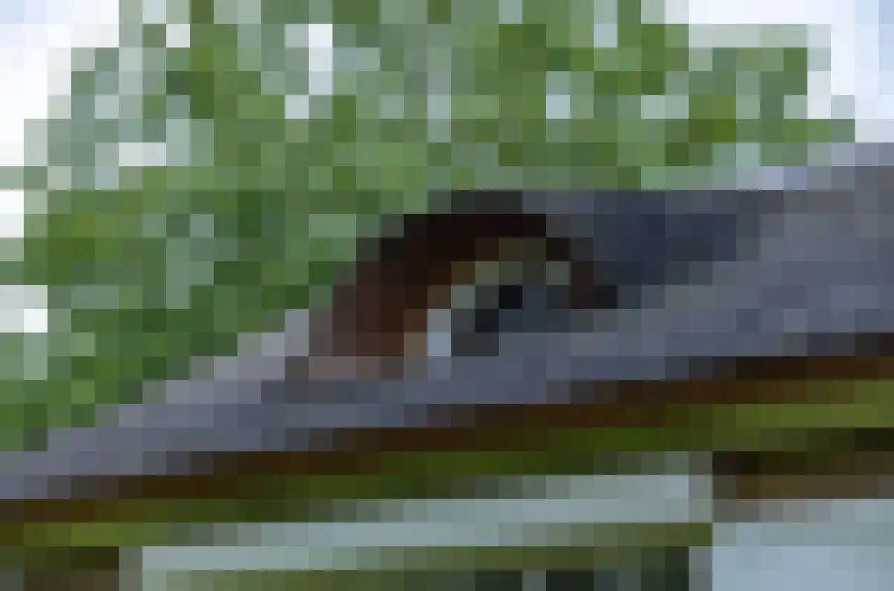 Rijndijk 43 a Doornenburg thumbnail 57