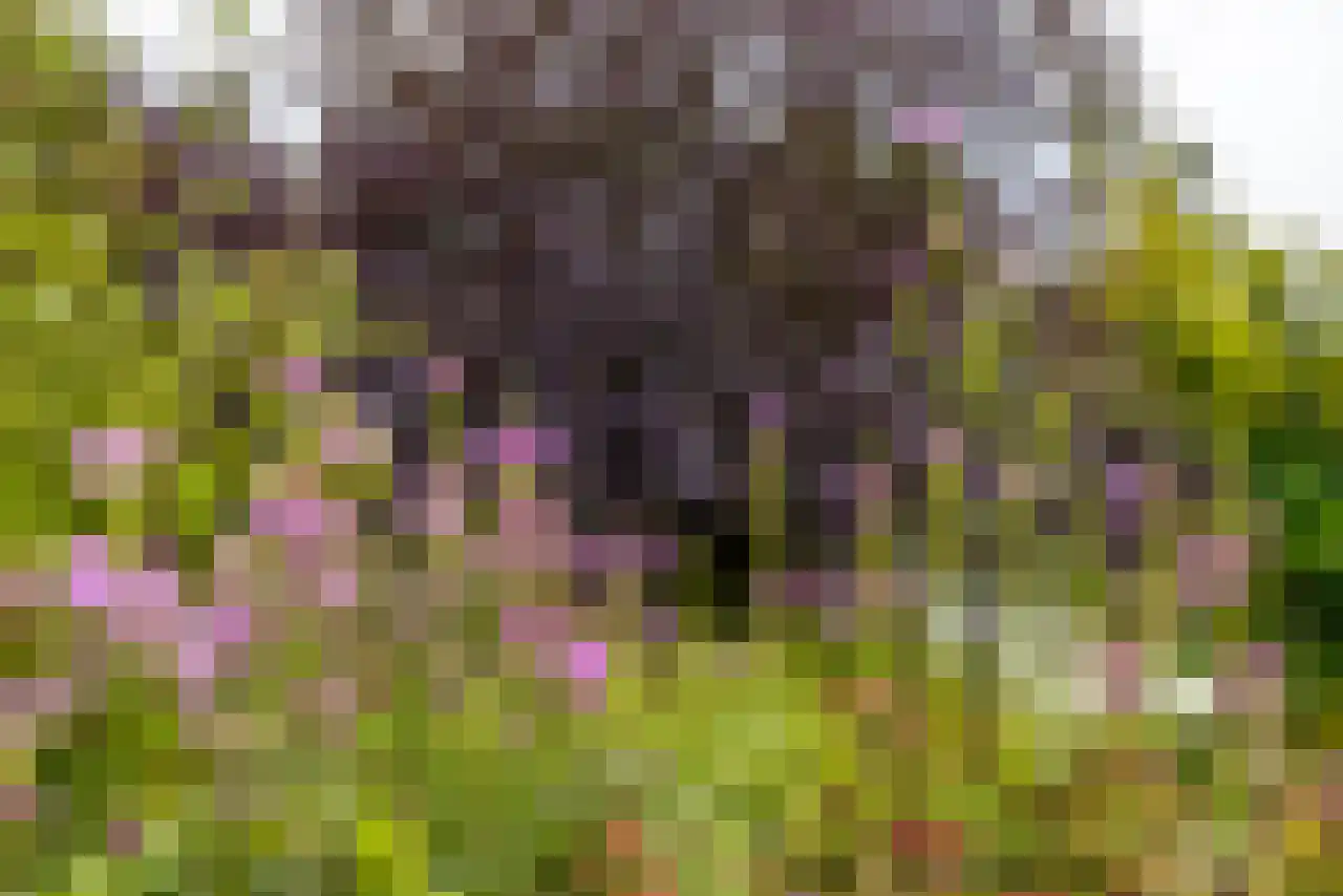 Rijndijk 43 a Doornenburg thumbnail 59