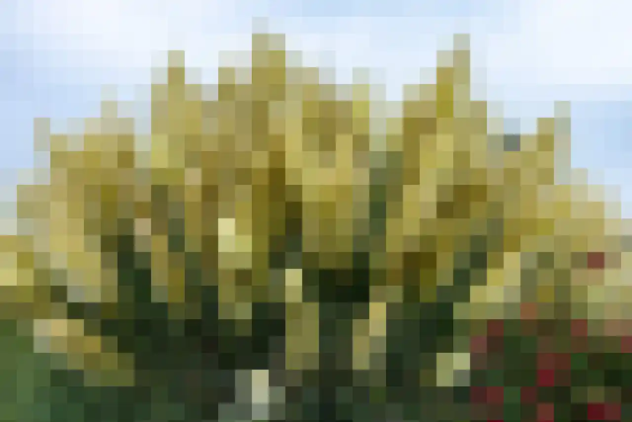 Rijndijk 43 a Doornenburg thumbnail 60
