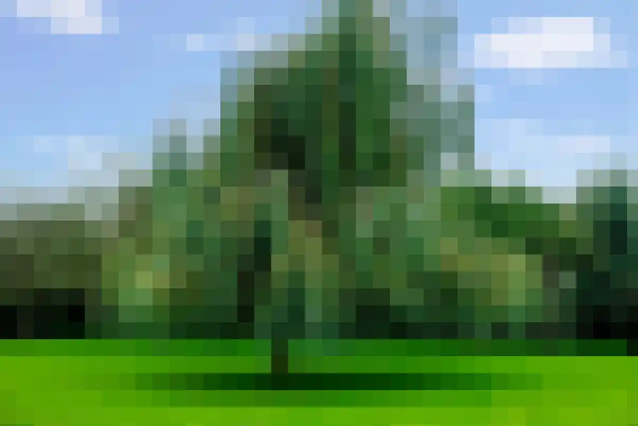 Rijndijk 43 a Doornenburg thumbnail 63