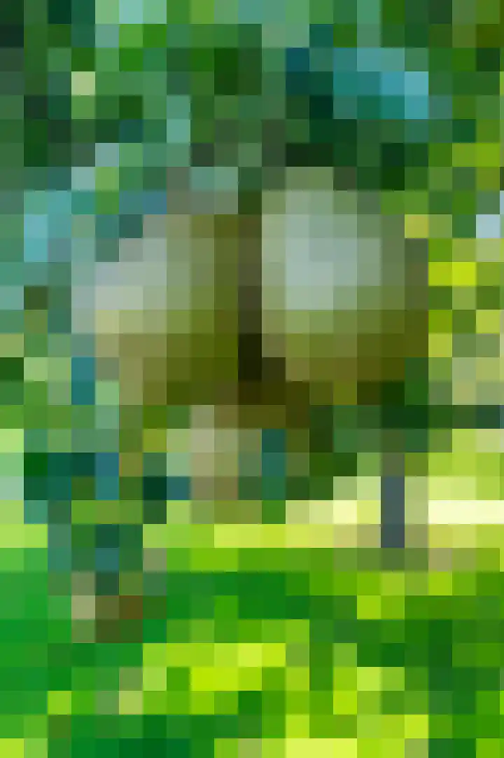 Rijndijk 43 a Doornenburg thumbnail 93