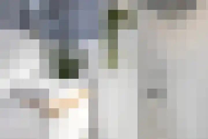 Rijnlaan 256 Utrecht thumbnail 30