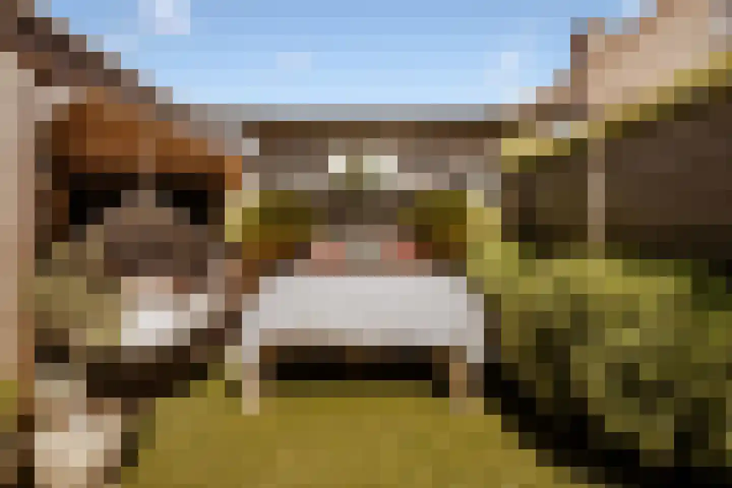 Rijnland 11 Huizen thumbnail 30