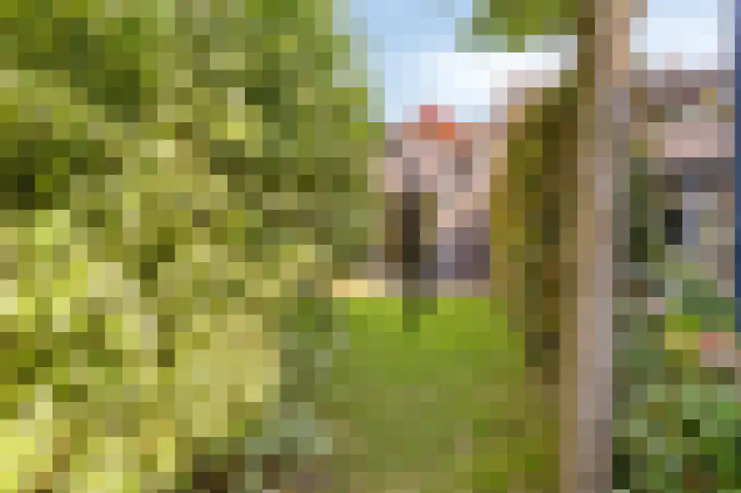 Rijnstraat 3 Pannerden thumbnail 68