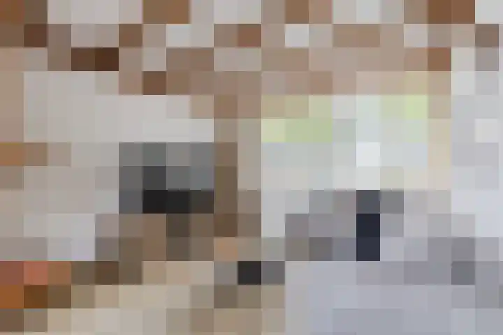 Rijnstraat 8 Dongen thumbnail 14