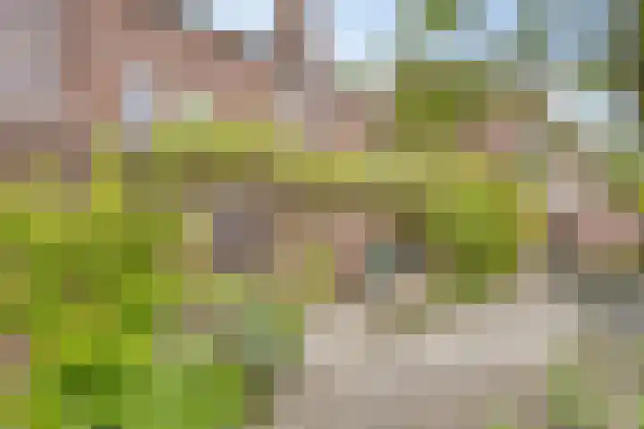 Rijperwaard 124 Alkmaar thumbnail 35
