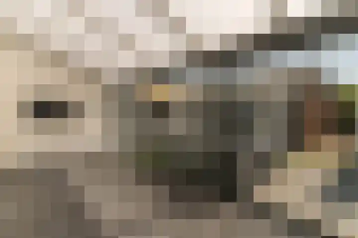 Rijsaert 6 Elburg thumbnail 19