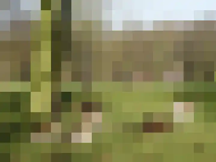 Rijsbes 61 Den Haag thumbnail 52