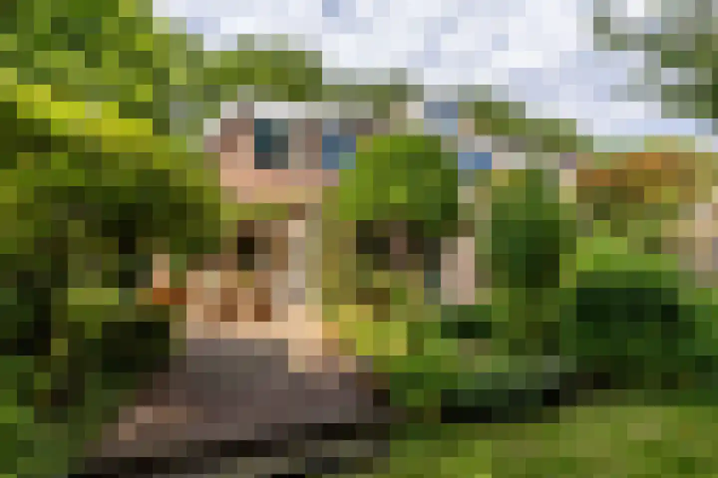 Rijsdijk 36 Rhoon thumbnail 45