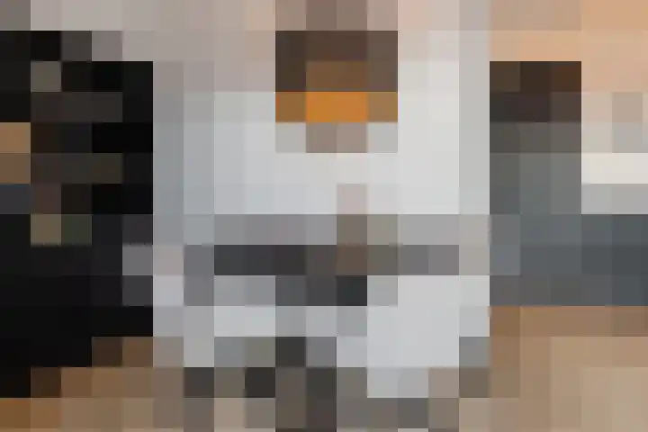 Rijshout 16 Doornenburg thumbnail 7
