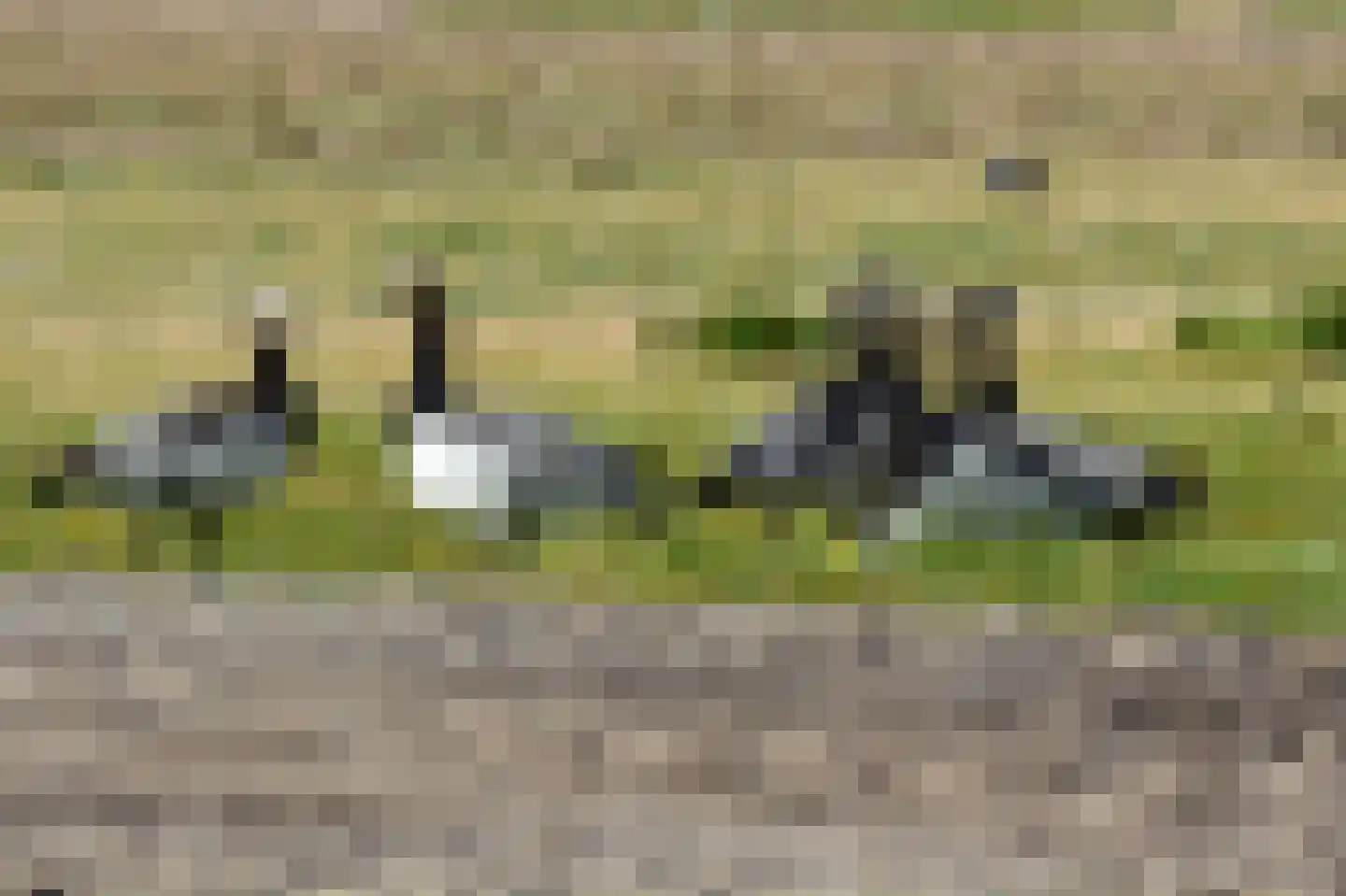 Rijspolder 2 C Schiermonnikoog thumbnail 23