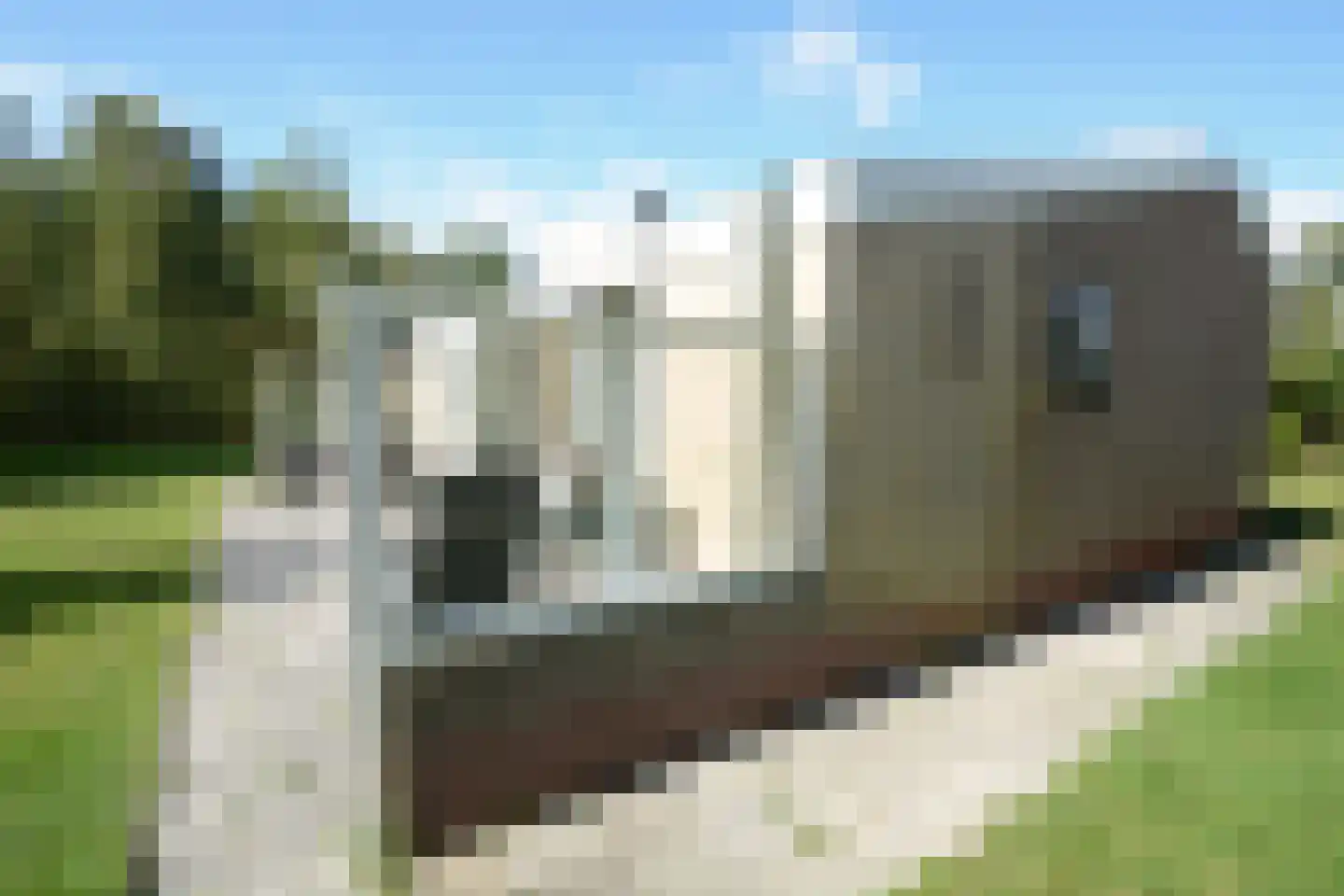 Rijspolder 55 Schiermonnikoog thumbnail 20